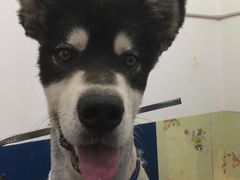 -仁华宠物医院(青羊店)