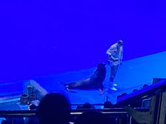 -芜湖新华联大白鲸海洋公园