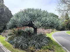 -墨尔本皇家植物园