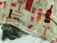 -达爱动物医院·犬猫分区·CT·复杂眼科(远洋山水分院)