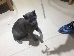 -藏猫猫咖啡主题馆(中央大道店)