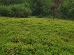 -盘龙城国家考古遗址公园