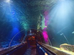 -凯莉-塔尔敦海洋生物水族馆