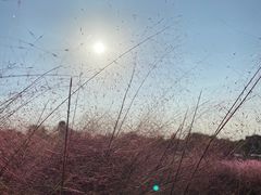 -大塘金香草谷