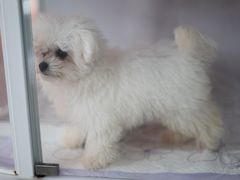 -翊宠yipet猫狗购宠庄园犬舍•猫舍