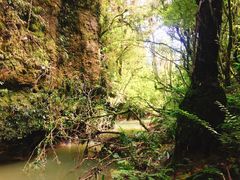 -怀托摩萤火虫洞