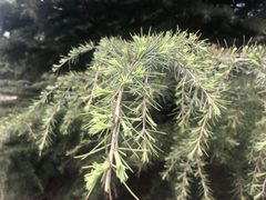-泰丰公园