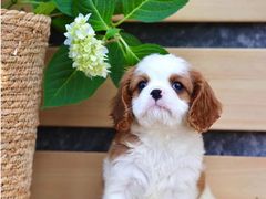 -萌宠之家·腊肠犬·马尔泰·小体犬舍