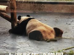 -上海野生动物园