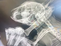 -北京观赏动物医院·24小时大型综合·猫专科·异宠专科