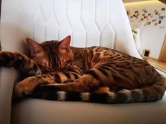 -猫腻·猫咖·撸猫馆(星光大道店)