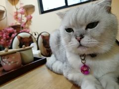 -李小姐の猫咖啡馆(五角场店)