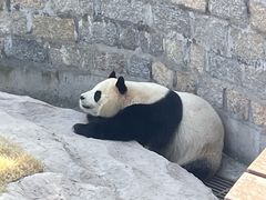 -上海野生动物园