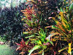 -中国科学院西双版纳热带植物园