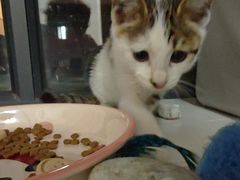 -瑞鹏宠物医院·宠保定点·心脏科·内科(御桥分院)