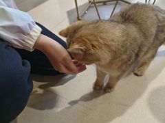 -藏猫猫咖啡主题馆(中央大道店)