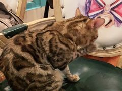 -猫小院猫主题咖啡厅(北锣店)