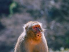 -岚山猴子公园
