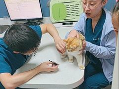 -凯瑞希宠物医院·狂犬免疫·微创·皮肤科