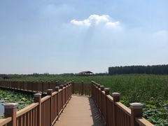 -白洋淀景区