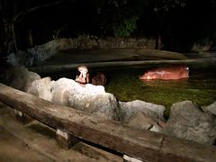 -清迈夜间动物园