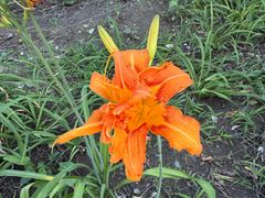 -大兴滨河森林公园