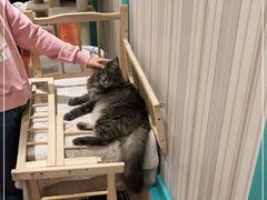 -猫小院猫主题咖啡厅(北锣店)