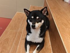 -和它·交个朋友·狗咖猫咖(爱琴海店)
