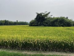-良渚古城遗址公园