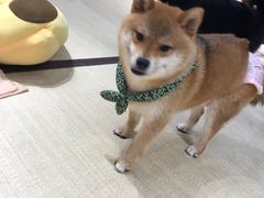 -逗柴咖啡屋·狗咖猫咖宠物桌游