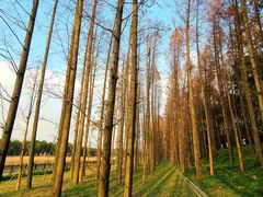 -金山嘴渔村