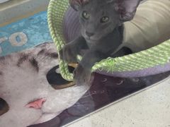 -糯米喵星人总部直营旗舰店·猫舍·幼猫出售