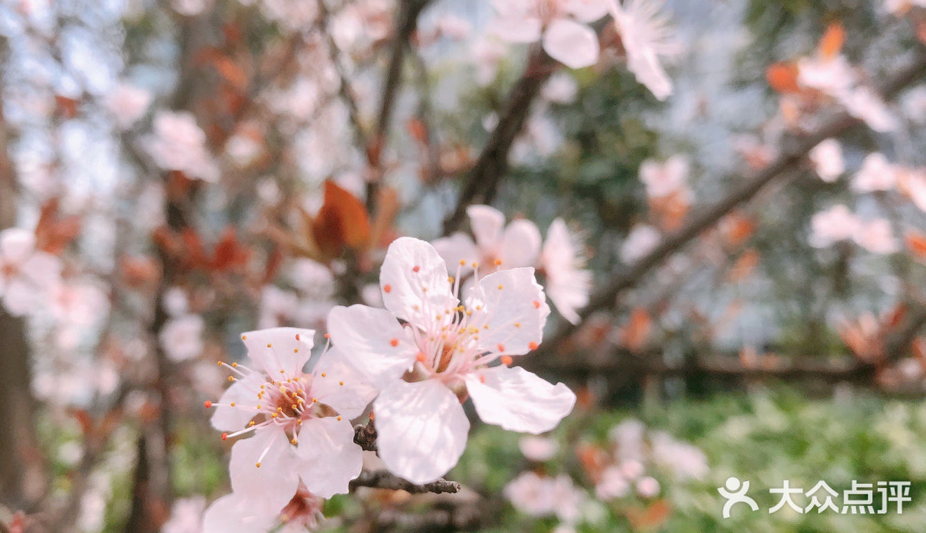 🌸樱花都开好了🌸