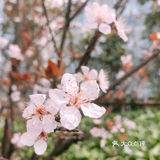 🌸樱花都开好了🌸