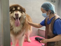 -宠福鑫康馨动物医院·骨科·眼科