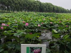 -洪湖生态旅游区