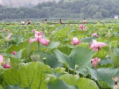 -月湖风景区