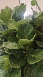 点击看大图 -崇尚GAVIN STYLE臻选