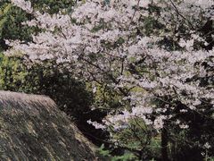-中国茶叶博物馆(双峰馆区)