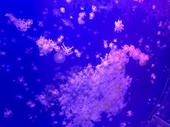 -海合安武汉极地海洋公园