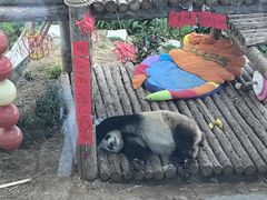 -大连森林动物园