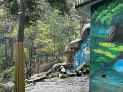 -中国大熊猫保护研究中心雅安碧峰峡基地