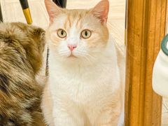 -安格丽娜·狗咖·猫咖羊驼咖(春熙路百盛商场店)