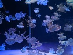 -左海海底世界