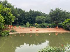 -广州长隆飞鸟乐园