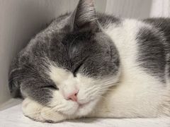 -猫小院猫主题餐厅(三里屯店)