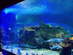 -江和美海洋公园