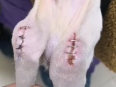 -康旭宠物医院(郑州总院)