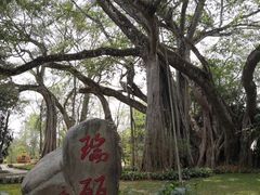 -瑞丽独树成林风景区