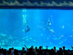 -烟台海昌鲸鲨海洋公园